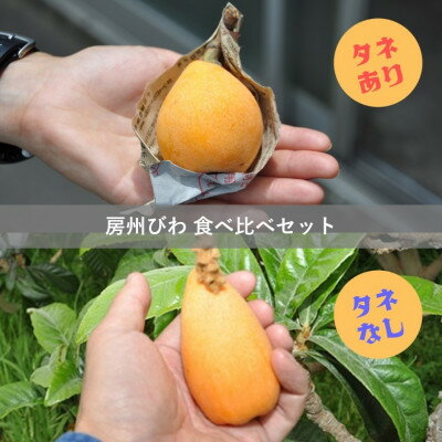 【先行予約】4月下旬頃より順次発送　房州びわ　種あり&種なし 食べ比べセット　化粧箱入り【配送不可地域：離島・沖縄県】【1571385】