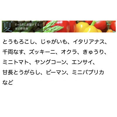 【ふるさと納税】【毎月定期便】【上旬発送】こだわりの旬野菜BOX「リエビン」季節の野菜セット全12回【配送不可地域：離島・沖縄県】【4012345】 - 画像3