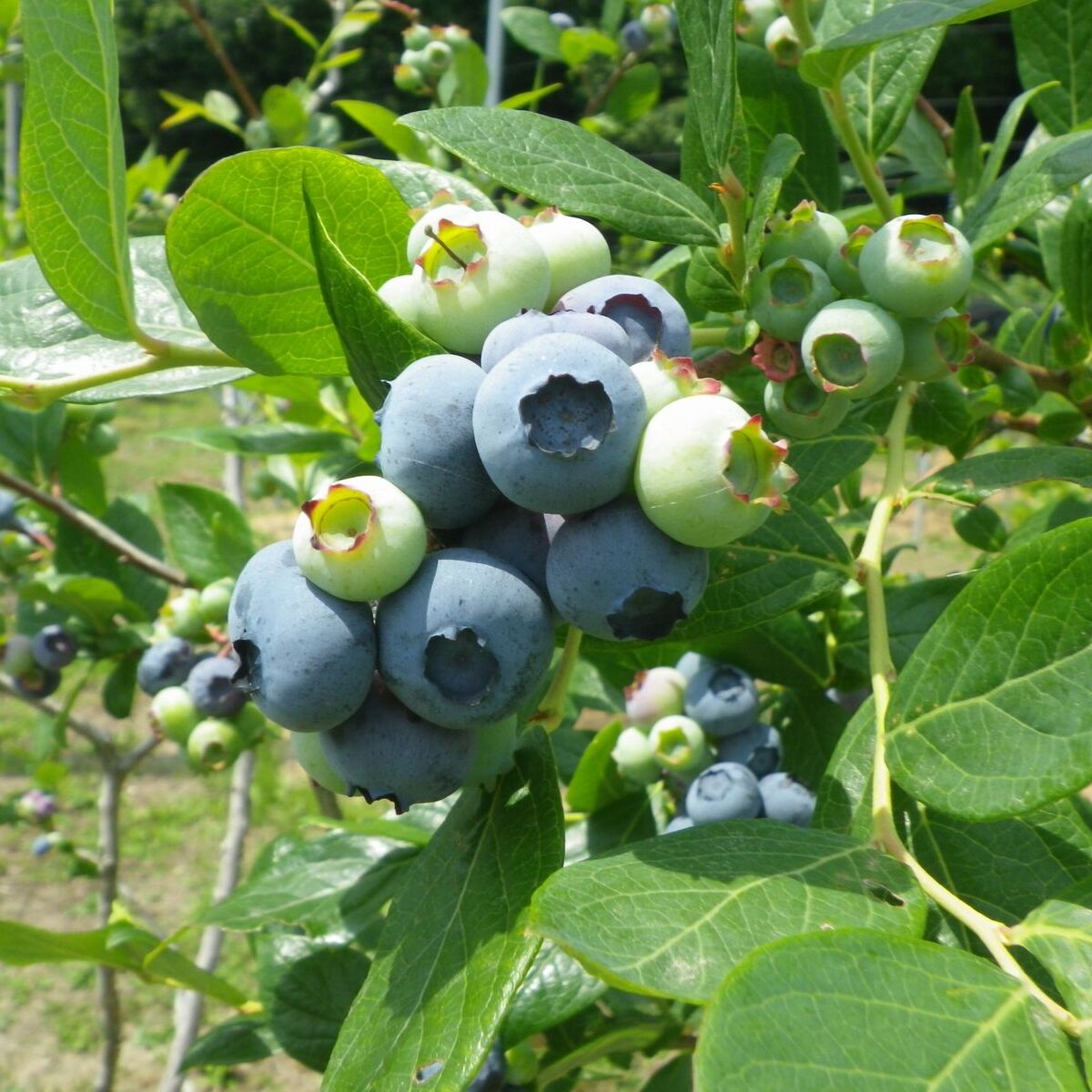 【ふるさと納税】 木更津市産　冷凍ブルーベリー　1kg（500g×2パック）ふるさと納税 ブルーベリー 冷凍 木更津 千葉県 送料無料 KCA002 サムネイル3