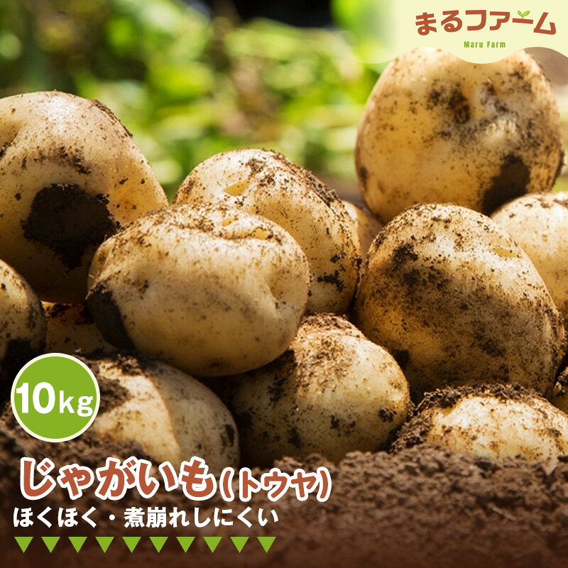 ジャガイモ（トウヤ） 10kg ／ じゃがいも トウヤ 国産 新鮮 野菜 大容量 たっぷり 常備野菜 料理 煮込み カレー シチュー 煮崩れしにくい ホクホク 食感 日常使い 送料無料 千葉県 特産 No.369