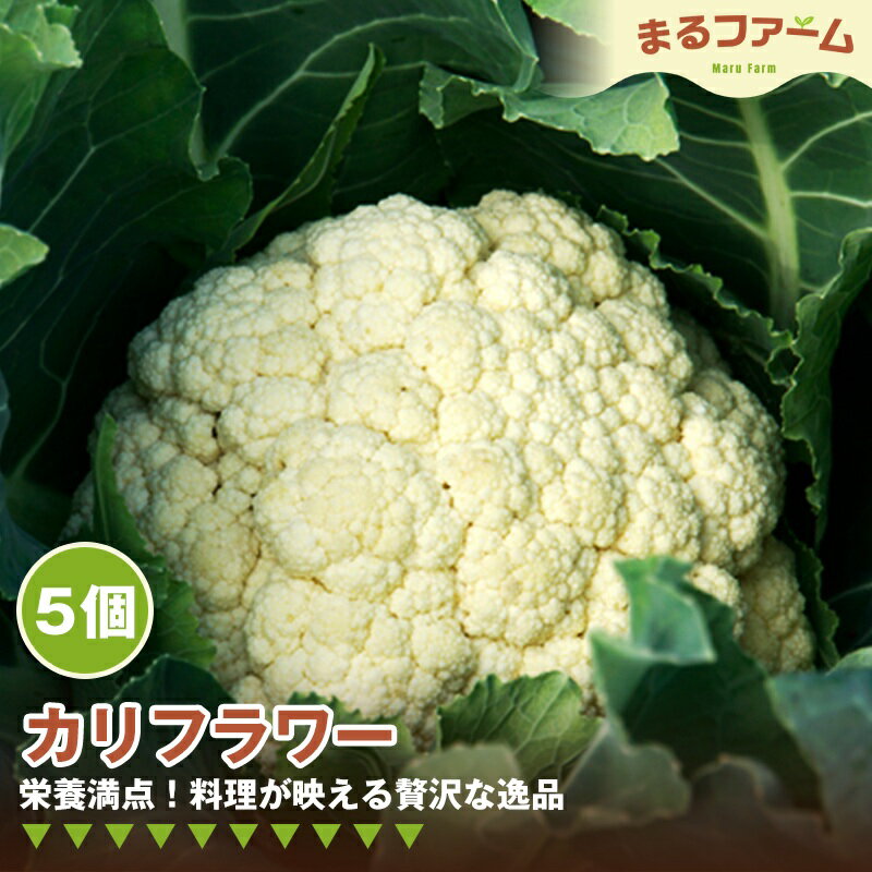 カリフラワー　5コ ／ 新鮮 国産 野菜 食感 コリコリ 甘み 料理用 サラダ スープ ピクルス 下処理簡単 野菜セット 大容量 日常使い 送料無料 千葉県 特産 No.371