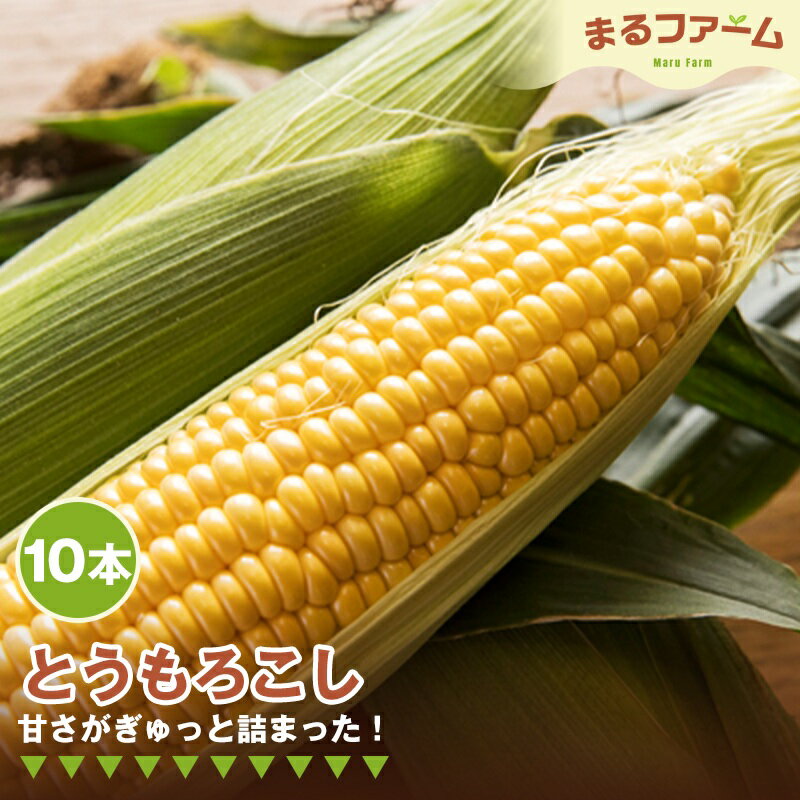 トウモロコシ　10本 ／ とうもろこし コーン 国産 新鮮 夏野菜 甘み 粒感 料理用 茹で用 焼き用 BBQ バーベキュー シンプル調理 大容量 日常使い 送料無料 千葉県 特産 No.373