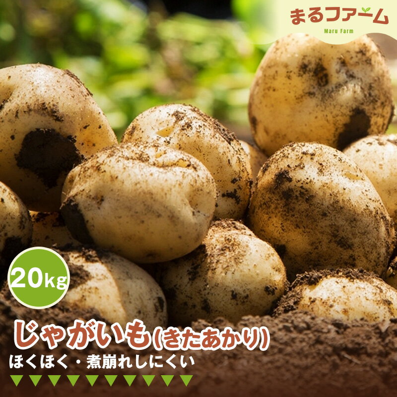 ジャガイモ（きたあかり） 20kg ／ じゃがいも きたあかり 国産 新鮮 野菜 大容量 たっぷり 粉質 食感 甘み ポテトサラダ マッシュポテト つぶしやすい 料理用 日常使い 送料無料 千葉県 特産 No.385