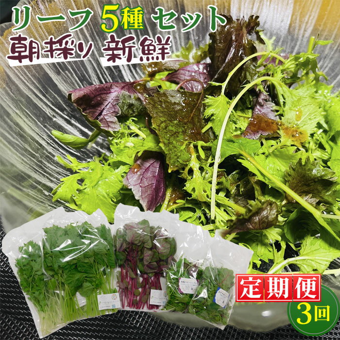 【毎月定期便3回】朝採りお日様リーフ5種セット ／ ベビーリーフミックス 季節 おすすめ 野菜 送料無料 千葉県 No.157