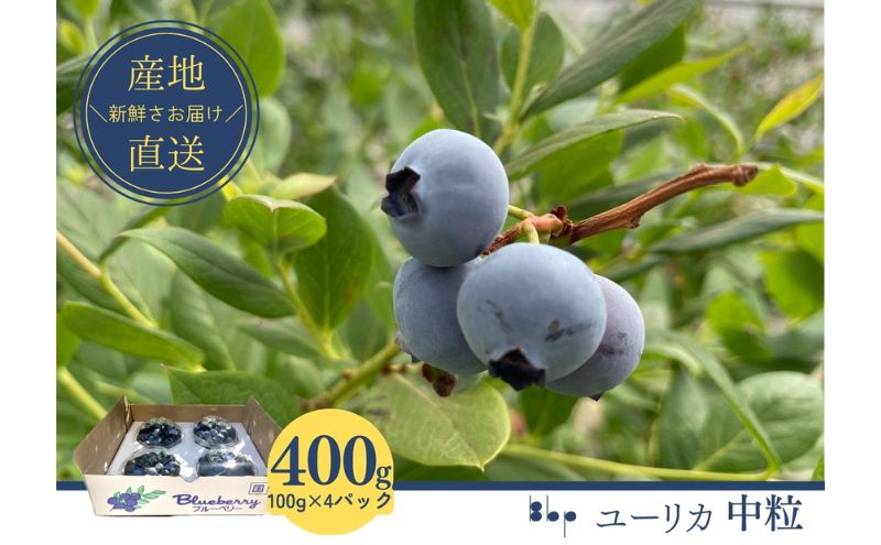 【ふるさと納税】【先行予約】フレッシュブルーベリー　(ユーリカ中粒100g×4） 果物 フルーツ 国産フルーツ 朝摘みブルーベリー 　お届け：2026年4月15日～5月15日 サムネイル2