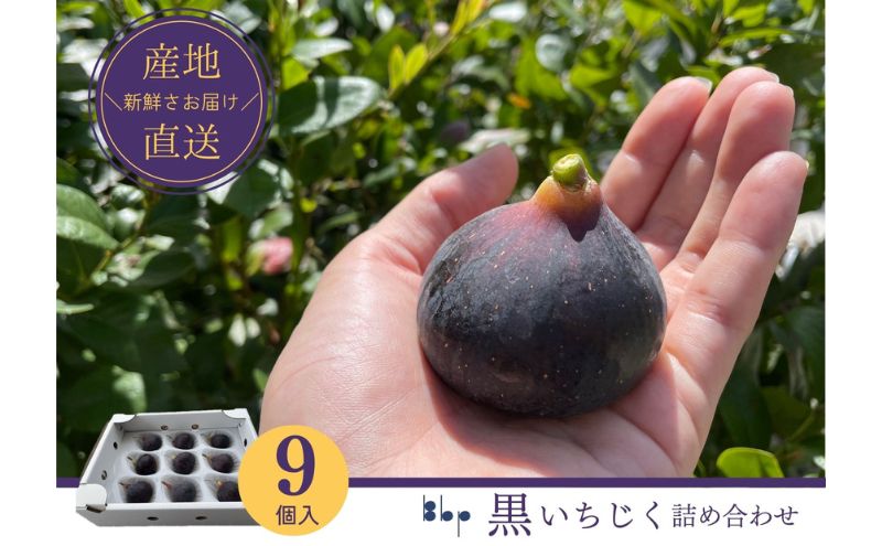 【ふるさと納税】【先行予約】黒いちじく詰め合わせ　9個入り 果物 フルーツ 国産 希少品種 幻の黒いちじく ジューシー 濃厚 上品な甘さ 　お届け：2026年8月10日～10月10日 サムネイル2