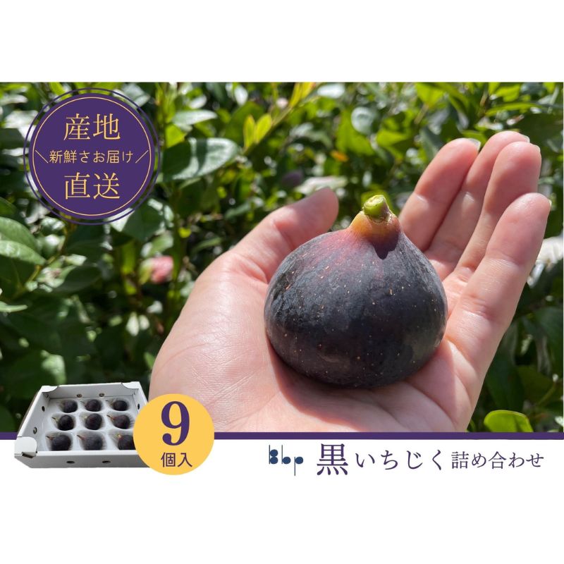 【先行予約】黒いちじく詰め合わせ　9個入り 果物 フルーツ 国産 希少品種 幻の黒いちじく ジューシー 濃厚 上品な甘さ 　お届け：2026年8月10日～10月10日