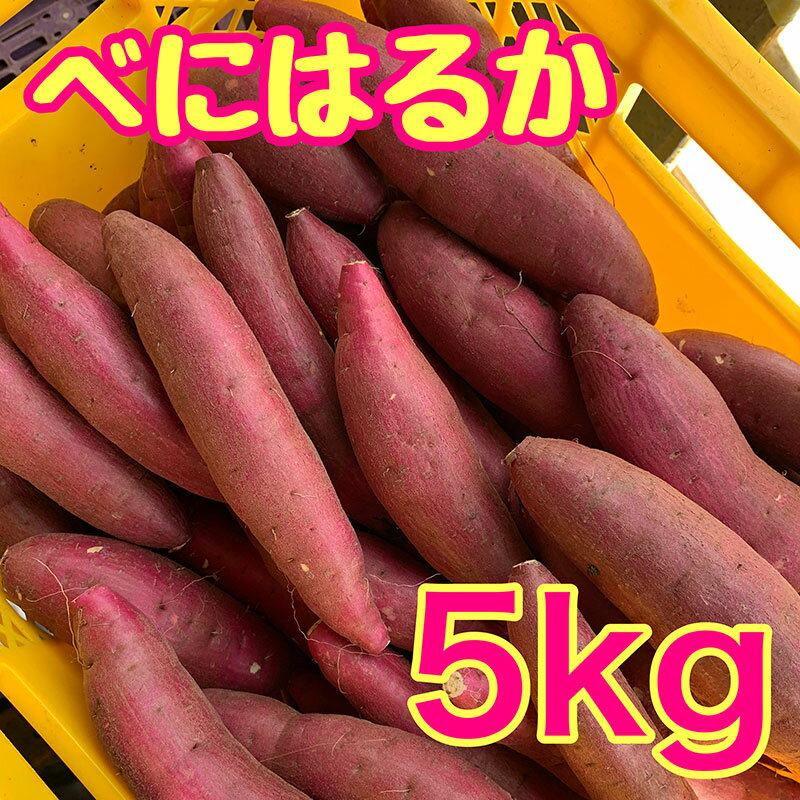 【ふるさと納税】べにはるか5kg　紅はるか サツマイモ さつまいも 芋 千葉県 成田市　お届け：2026年3月下旬まで - 画像2