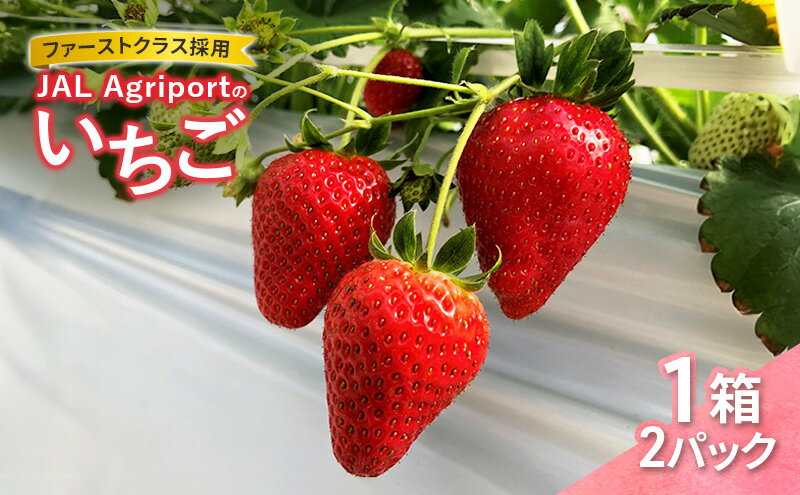 【ふるさと納税】JALの直営農園からお届け ファーストクラス採用の「JAL Agriportのいちご」1箱 2パック いちごイチゴ 朝採り ファーストクラス 機内食 成田市 千葉県　お届け：2025年12月下旬～2026年2月28日まで サムネイル2
