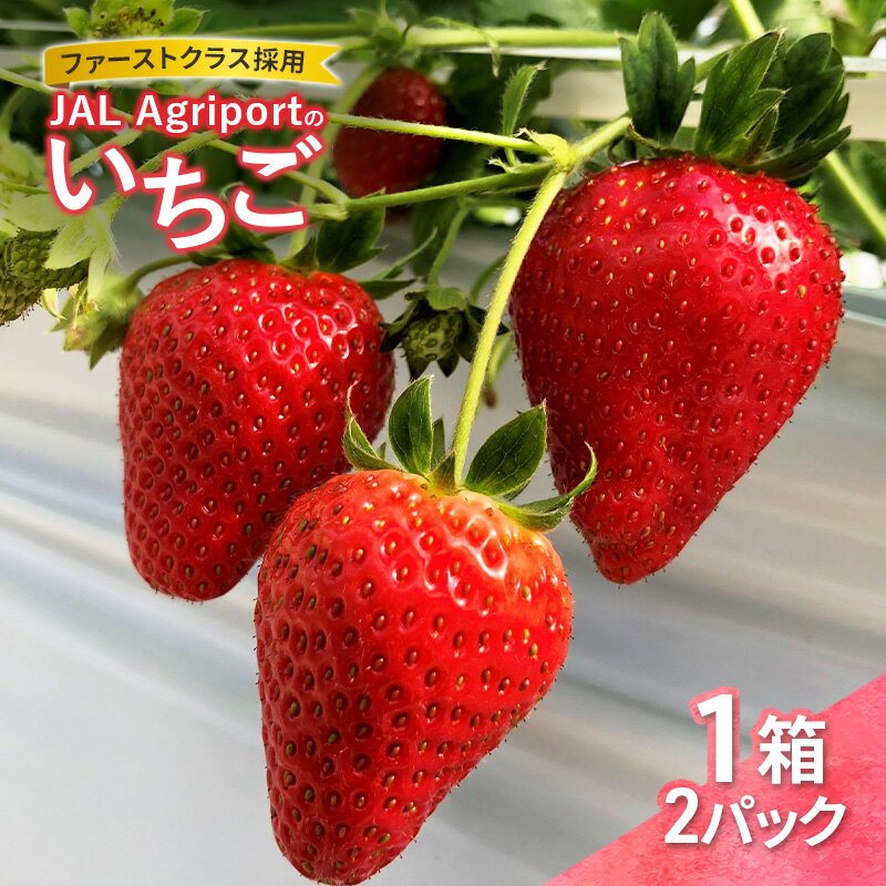 JALの直営農園からお届け ファーストクラス採用の「JAL Agriportのいちご」1箱 2パック いちごイチゴ 朝採り ファーストクラス 機内食 成田市 千葉県　お届け：2025年12月下旬～2026年2月28日まで
