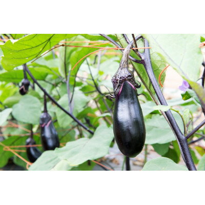 【ふるさと納税】≪畑から直送≫旬の野菜10種セット【配送不可地域：離島】【1290013】 - 画像2