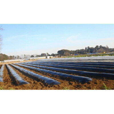 【ふるさと納税】≪畑から直送≫旬の野菜10種セット【配送不可地域：離島】【1290013】 - 画像3