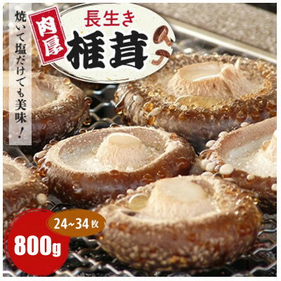 焼いて塩だけでも美味!「肉厚」長生き椎茸800g(24～34枚)×1パック【配送不可地域：離島】【1665538】
