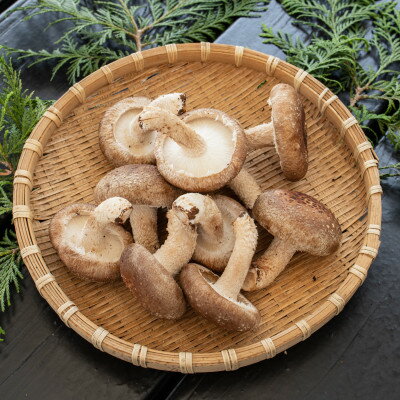 【ふるさと納税】焼いて塩だけでも美味!「肉厚」長生き椎茸800g(24～34枚)×1パック【配送不可地域：離島】【1665538】 - 画像2