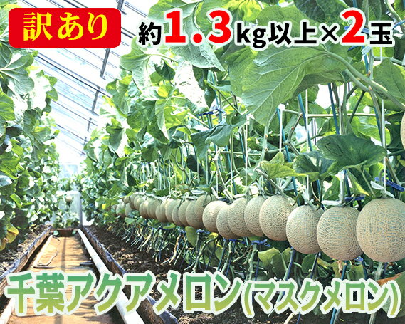 No.062 【約1.3kg以上×2玉】訳あり千葉アクアメロン（マスクメロン）大玉 ／ 果物 フルーツ 温室メロン 送料無料 千葉県