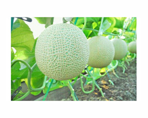 【ふるさと納税】No.068 【約1.3kg以上×1玉】千葉アクアメロン（マスクメロン）大玉 ／ 果物 フルーツ 温室メロン 送料無料 千葉県 サムネイル2