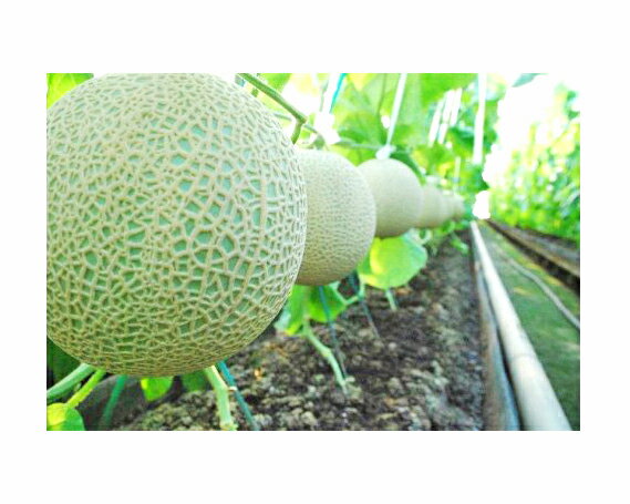 【ふるさと納税】No.070 【約1.3kg以上×2玉】千葉アクアメロン（マスクメロン）大玉 ／ 果物 フルーツ 温室メロン 送料無料 千葉県 サムネイル3