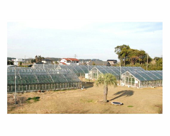 【ふるさと納税】No.071 【約1.3kg以上×3玉】訳あり千葉アクアメロン（マスクメロン） ／ 果物 フルーツ 温室メロン 送料無料 千葉県 サムネイル2