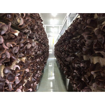 【ふるさと納税】 きくらげ 国産高級乾燥きくらげ (50g × 2袋) 国産 農薬不使用 乾燥きくらげ きのこ キノコ 中華 中華料理 中華炒め サラダ 和え物 炒め物 スープ 煮物 薬膳 薬膳料理 希少 栄養価 家庭用 鉄分 協和電機工業株式会社 千葉県 旭市 - 画像3