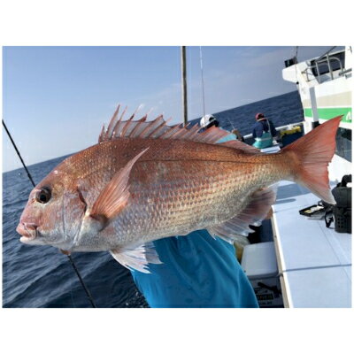 【ふるさと納税】 釣り船 真鯛 乗船券 午前 手ぶらOK 午前マダイ船乗船券 フィッシング 魚釣り 釣り 鯛 千葉県 飯岡 九十九里 魚 リール 竿 船 飯岡港 千葉 海 海釣り沖釣り 新鮮魚 魚介 初心者 歓迎 千葉県 旭市 有限会社幸丸 サムネイル2