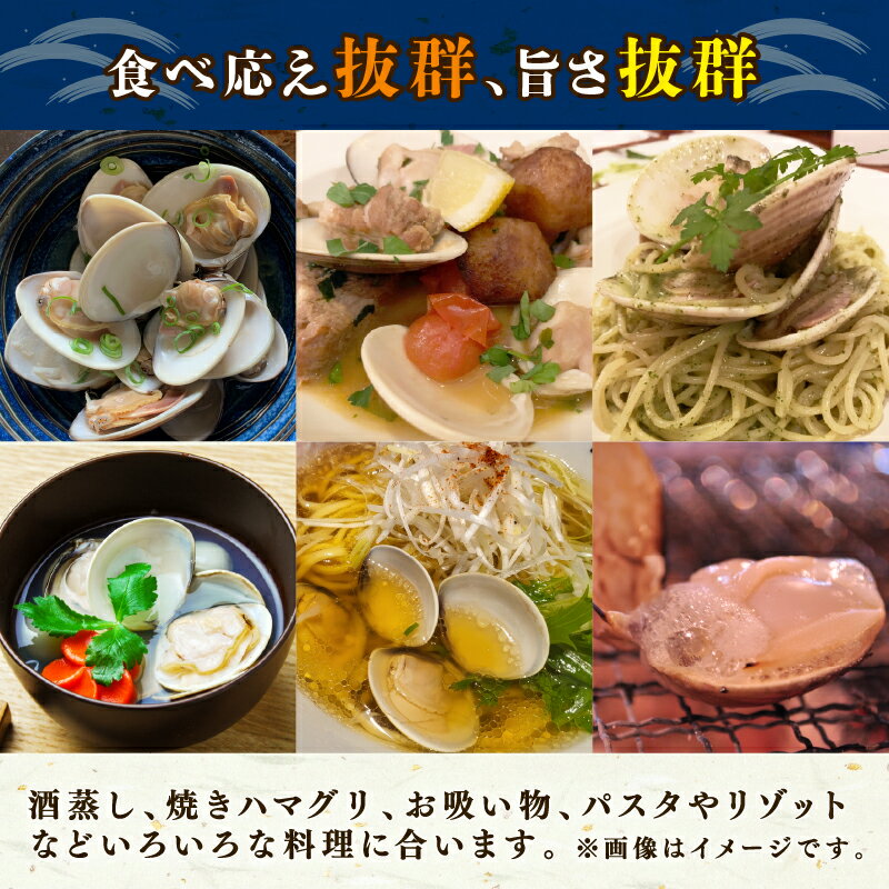 【ふるさと納税】 【某TV番組で全国1位になった 大粒 活 はまぐり 】 大粒活はまぐり 活はまぐり 約 1.5kg 約 2kg 約3.1kg 九十九里産 国産 貝 大はまぐり 砂抜き 魚 水産 海鮮 贈答 ギフト プレゼント 九十九里 魚介類 送料無料 旭 飯岡ヤマイチ水産-大納屋- 千葉県 旭市 サムネイル3