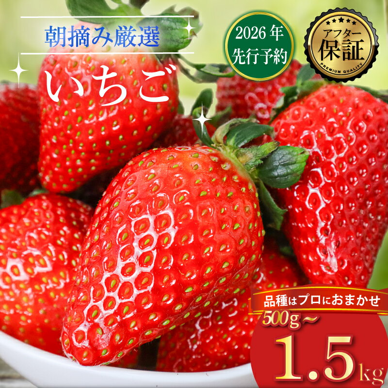 【2026年2月より発送開始】 品種おまかせ いちご 選べる 500g〜1500g 苺 とちおとめ やよいひめ おいCベリー かおり野 スターナイト 果物 くだもの フルーツ 果実 先行予約 おまかせ 品種 ジャム いちごジャム スイーツ ケーキ 千葉県 旭市 滑川いちご園