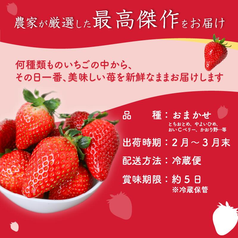 【ふるさと納税】 【2026年2月より発送開始】 品種おまかせ いちご 選べる 500g〜1500g 苺 とちおとめ やよいひめ おいCベリー かおり野 スターナイト 果物 くだもの フルーツ 果実 先行予約 おまかせ 品種 ジャム いちごジャム スイーツ ケーキ 千葉県 旭市 滑川いちご園 サムネイル2