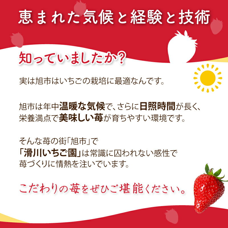 【ふるさと納税】 【2026年2月より発送開始】 品種おまかせ いちご 選べる 500g〜1500g 苺 とちおとめ やよいひめ おいCベリー かおり野 スターナイト 果物 くだもの フルーツ 果実 先行予約 おまかせ 品種 ジャム いちごジャム スイーツ ケーキ 千葉県 旭市 滑川いちご園 サムネイル3
