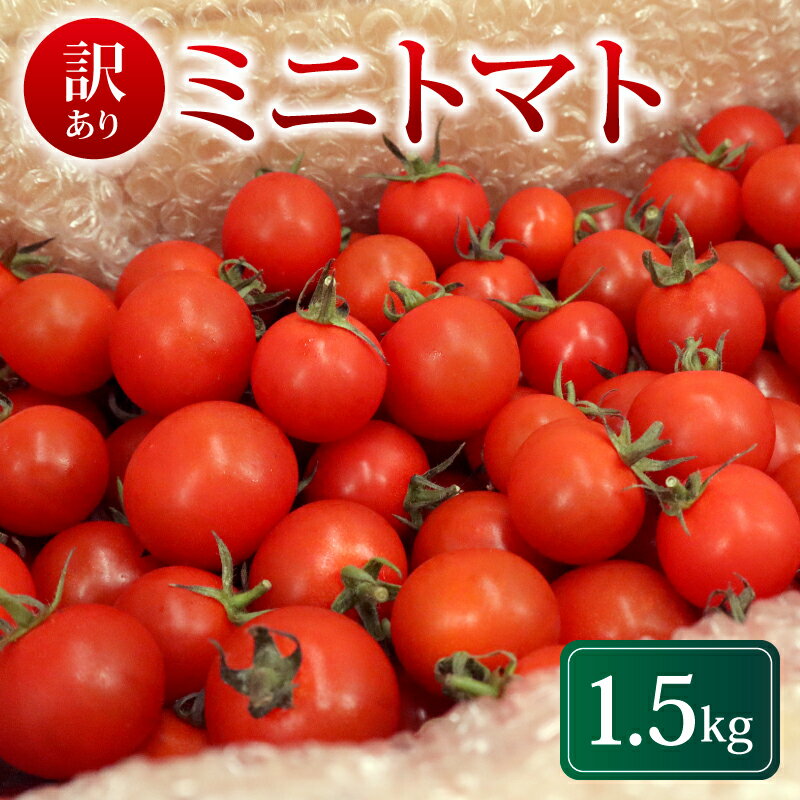 【先行予約】訳あり ミニトマト 1.5kg 冷蔵配送 2026年5月・6月発送 トマト 旬 新鮮 野菜 やさい 夏野菜 とまと 簡易包装 箱入り ご褒美 サラダ トマトジュース パスタ お弁当 ジューシー 送料無料 産地直送 千葉県 旭市 石井ファーム