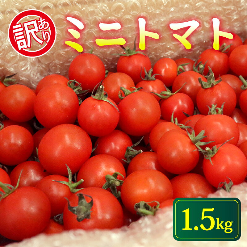 訳あり ミニトマト 1.5kg 常温配送 2025年11月以降順次発送 トマト 旬 新鮮 野菜 やさい 夏野菜 とまと 簡易包装 箱入り ご褒美 サラダ トマトジュース パスタ お弁当 ジューシー 送料無料 産地直送 千葉県 旭市 石井ファーム iif003