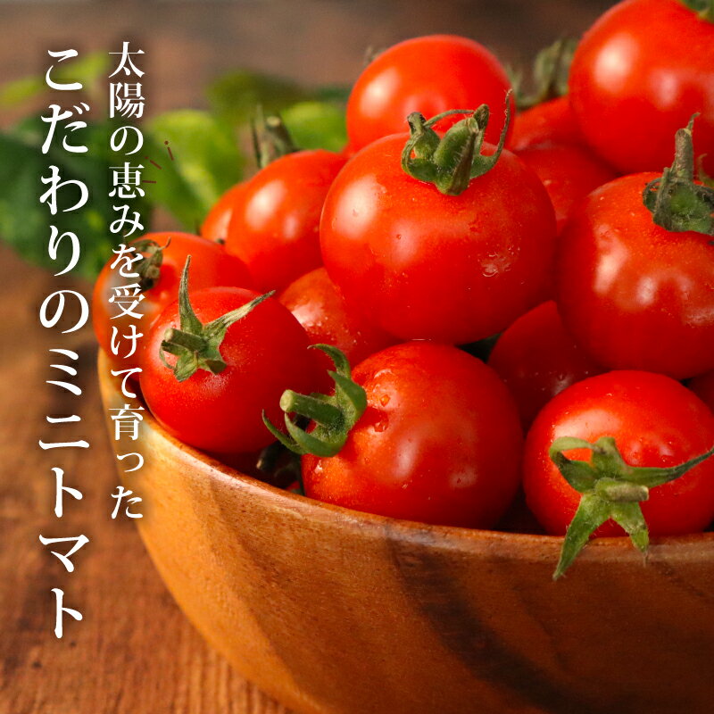【ふるさと納税】 【先行予約】訳あり ミニトマト 1.5kg 冷蔵配送 2026年5月・6月発送 トマト 旬 新鮮 野菜 やさい 夏野菜 とまと 簡易包装 箱入り ご褒美 サラダ トマトジュース パスタ お弁当 ジューシー 送料無料 産地直送 千葉県 旭市 石井ファーム - 画像2