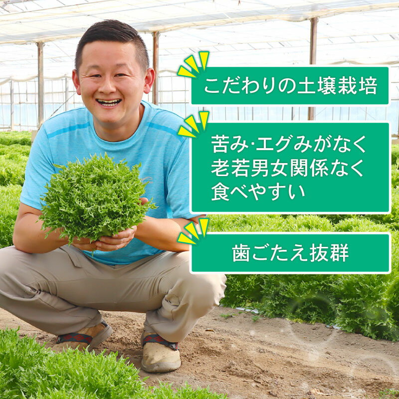 【ふるさと納税】 フリル レタス 3袋 / 6袋 / 10袋 セット 新鮮 サラダ 緑黄色 野菜 やさい こだわり 産地直送 土壌 栽培 新鮮 採れたて 冷蔵 低カロリー ヘルシー レタスボウル 副菜 常備菜 健康 弁当 千葉県 旭市 Farm Fujinaga - 画像2