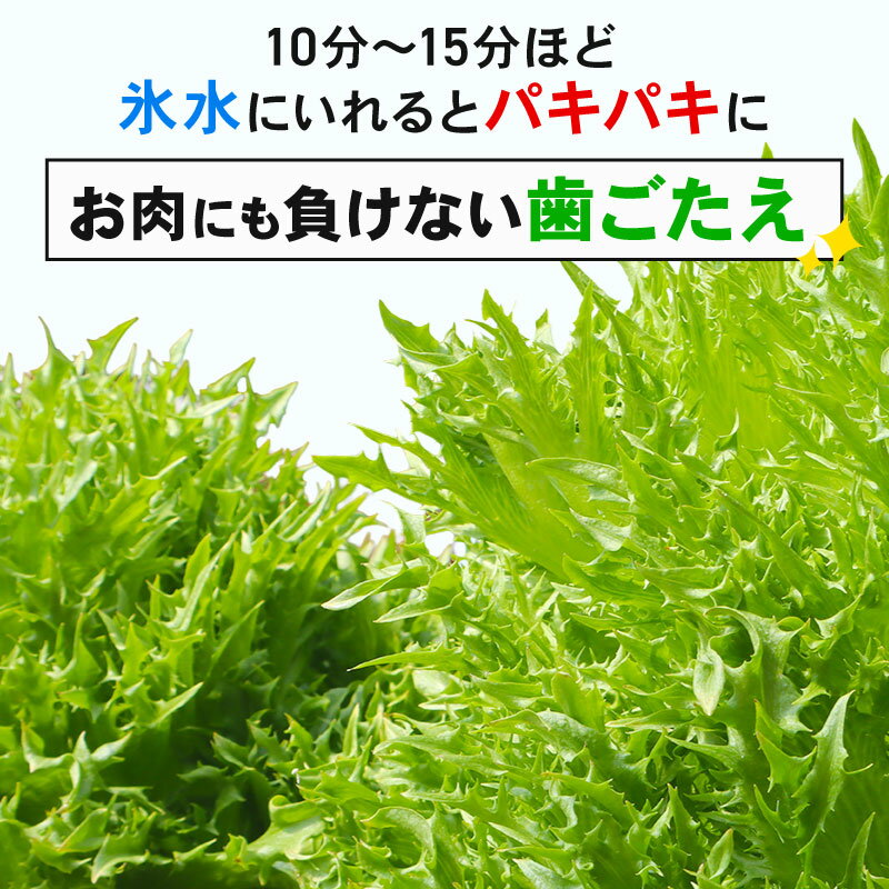 【ふるさと納税】 フリル レタス 3袋 / 6袋 / 10袋 セット 新鮮 サラダ 緑黄色 野菜 やさい こだわり 産地直送 土壌 栽培 新鮮 採れたて 冷蔵 低カロリー ヘルシー レタスボウル 副菜 常備菜 健康 弁当 千葉県 旭市 Farm Fujinaga - 画像3