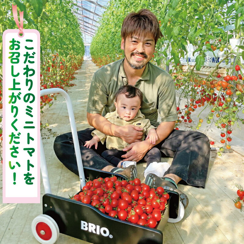 【ふるさと納税】 ヤングコーン 25本 ミニトマト (2種) セット 約 1kg 品種おまかせ とまと トマト ミニトマト みにとまと 完熟 期間限定 プチ プチトマト 野菜 サラダ お弁当 産地直送 新鮮 国産 千葉県産 おまかせ お楽しみ 詰め合わせ 千葉県 旭市 Sai10faRM - 画像2