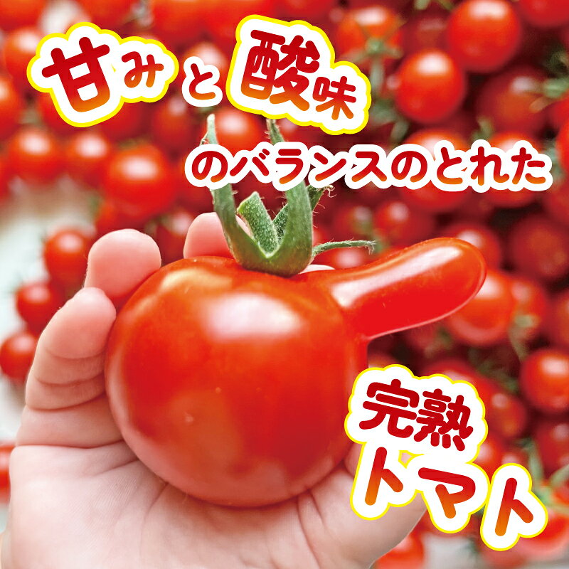 【ふるさと納税】 ヤングコーン 25本 ミニトマト (2種) セット 約 1kg 品種おまかせ とまと トマト ミニトマト みにとまと 完熟 期間限定 プチ プチトマト 野菜 サラダ お弁当 産地直送 新鮮 国産 千葉県産 おまかせ お楽しみ 詰め合わせ 千葉県 旭市 Sai10faRM - 画像3