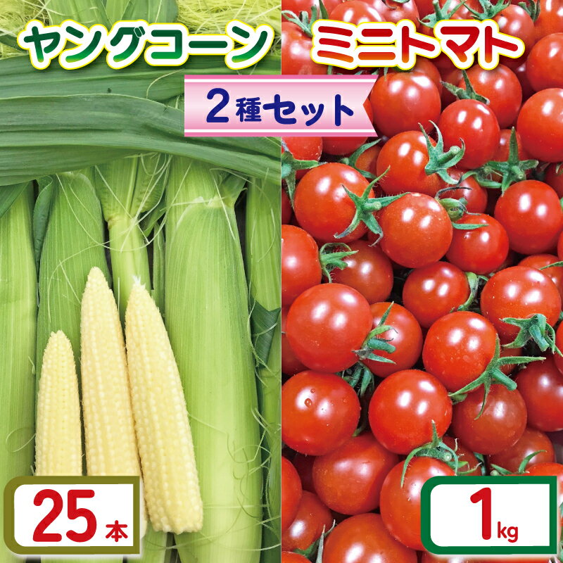 ヤングコーン 25本 ミニトマト (2種) セット 約 1kg 品種おまかせ とまと トマト ミニトマト みにとまと 完熟 期間限定 プチ プチトマト 野菜 サラダ お弁当 産地直送 新鮮 国産 千葉県産 おまかせ お楽しみ 詰め合わせ 千葉県 旭市 Sai10faRM