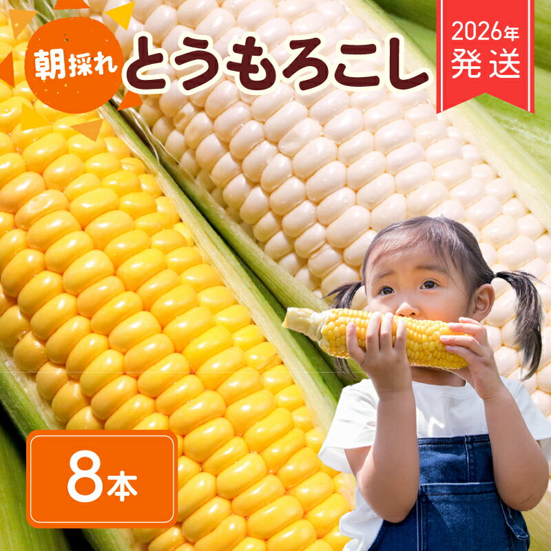 2026年 先行予約 とうもろこし 白 ＆ 黄色 8本 食べ比べ ホワイトコーン ホワイト コーン スイートコーン 新鮮 旬 野菜 やさい 夏野菜 朝採り とうきび バーベキュー 数量限定 季節限定 送料無料 産地直送 冷蔵 千葉県 旭市 株式会社はなわ農園
