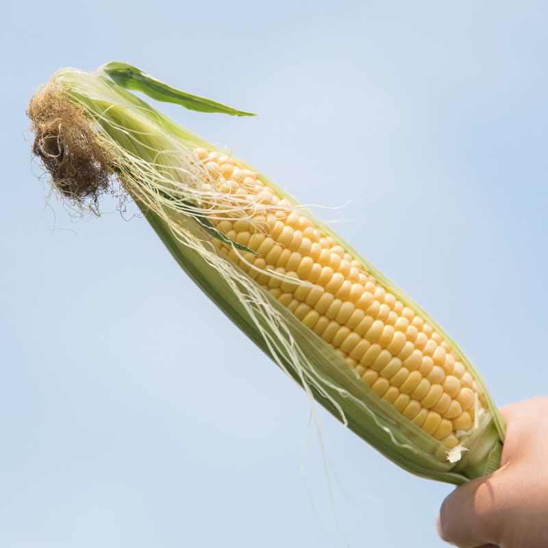 【ふるさと納税】 2026年 先行予約 とうもろこし 12本 コーン スイートコーン 生 黄色 新鮮 ジューシー 旬 野菜 やさい 夏野菜 朝採り とうきび BBQ バーベキュー 炊き込みご飯 数量限定 季節限定 送料無料 産地直送 冷蔵 千葉県 旭市 株式会社はなわ農園 - 画像2