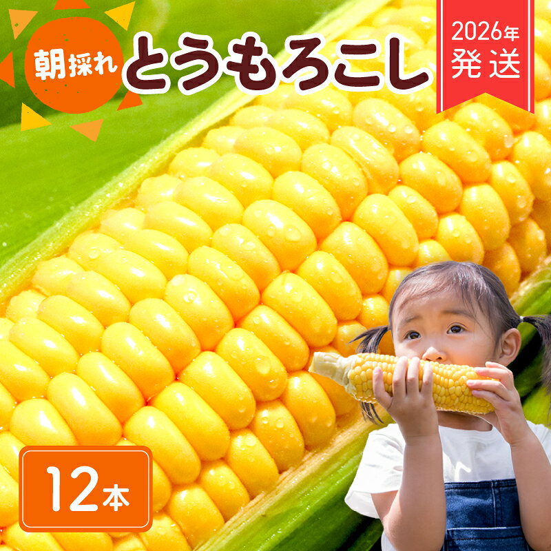 2026年 先行予約 とうもろこし 12本 コーン スイートコーン 生 黄色 新鮮 ジューシー 旬 野菜 やさい 夏野菜 朝採り とうきび BBQ バーベキュー 炊き込みご飯 数量限定 季節限定 送料無料 産地直送 冷蔵 千葉県 旭市 株式会社はなわ農園