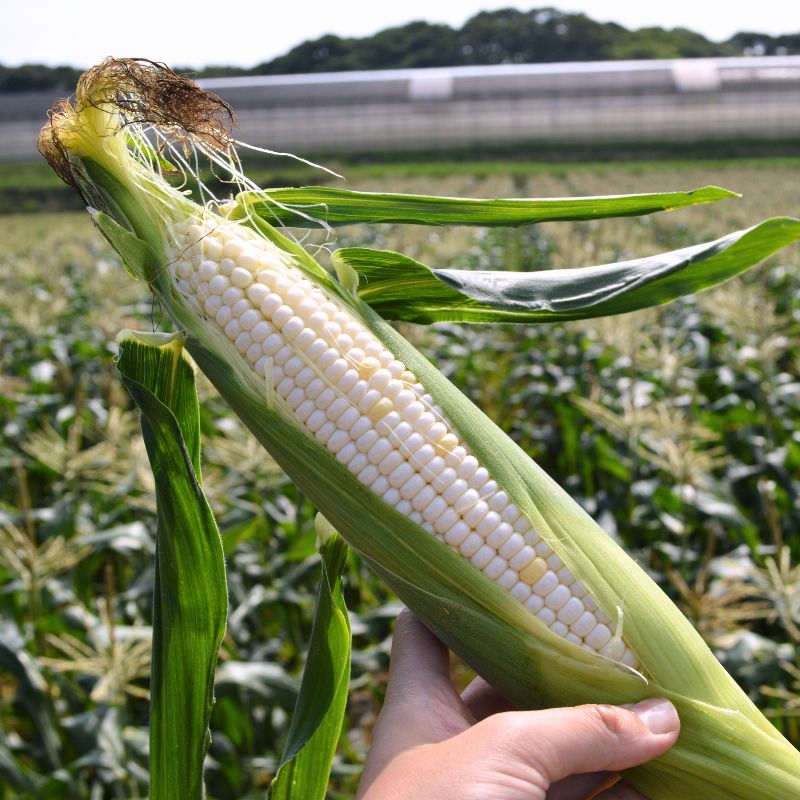 【ふるさと納税】 2026年 先行予約 白とうもろこし 8本 ホワイトコーン ホワイト コーン スイートコーン 生 白 新鮮 ジューシー 旬 野菜 やさい 夏野菜 朝採り とうきび バーベキュー 数量限定 季節限定 送料無料 産地直送 冷蔵 千葉県 旭市 株式会社はなわ農園 - 画像3