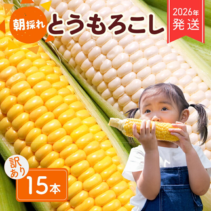 2026年 先行予約 おまかせ 訳あり 朝採れ とうもろこし 15本 黄色 白 ホワイトコーン ホワイト コーン スイートコーン 新鮮 旬 野菜 夏野菜 朝採り とうきび BBQ バーベキュー 数量限定 季節限定 送料無料 産地直送 冷蔵 千葉県 旭市 株式会社はなわ農園