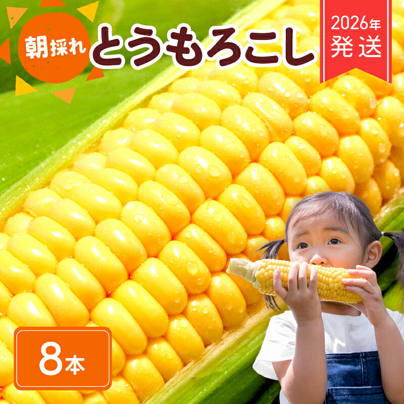 2026年 先行予約 とうもろこし 8本 コーン スイートコーン 生 黄色 新鮮 ジューシー 旬 野菜 やさい 夏野菜 朝採り とうきび BBQ バーベキュー 炊き込みご飯 数量限定 季節限定 送料無料 産地直送 冷蔵 千葉県 旭市 株式会社はなわ農園