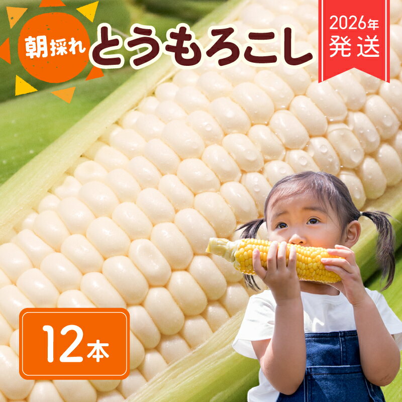 2026年 先行予約 白とうもろこし 12本 ホワイトコーン ホワイト コーン スイートコーン 生 白 新鮮 ジューシー 旬 野菜 やさい 夏野菜 朝採り とうきび バーベキュー 数量限定 季節限定 送料無料 産地直送 冷蔵 千葉県 旭市 株式会社はなわ農園