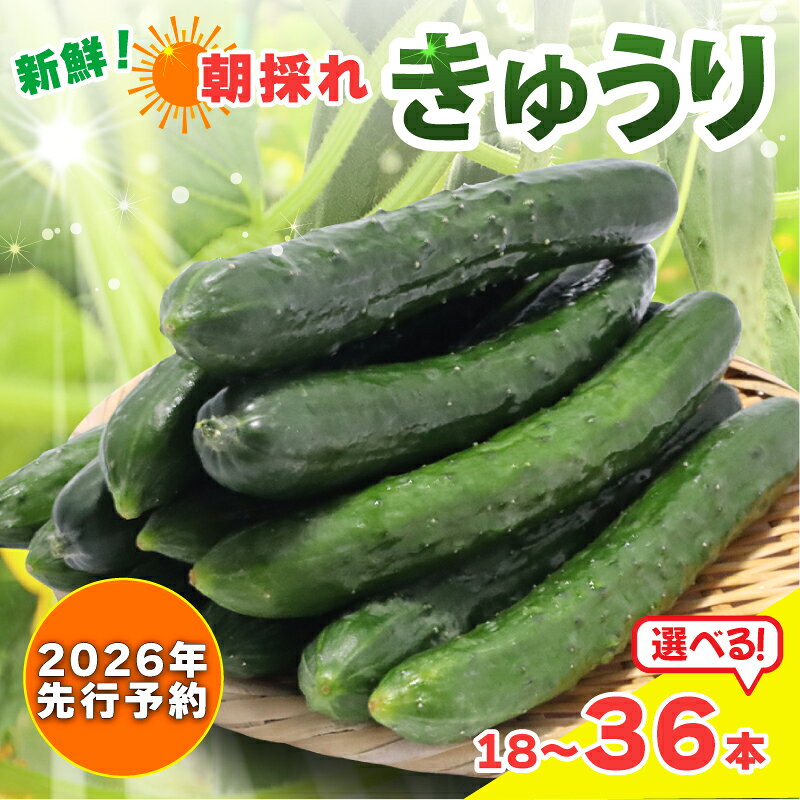 【 2026年 先行予約 】 新鮮 朝採れきゅうり 選べる 18本入り / 36本入り きゅうり 胡瓜 野菜 夏野菜 サラダ 冷麺 漬物 漬け物 ぬか漬け 酢の物 1本漬け 浅漬け 冷やしきゅうり キムチ きゅうりちくわ ちくわきゅうり 産地直送 新鮮 千葉県 旭市