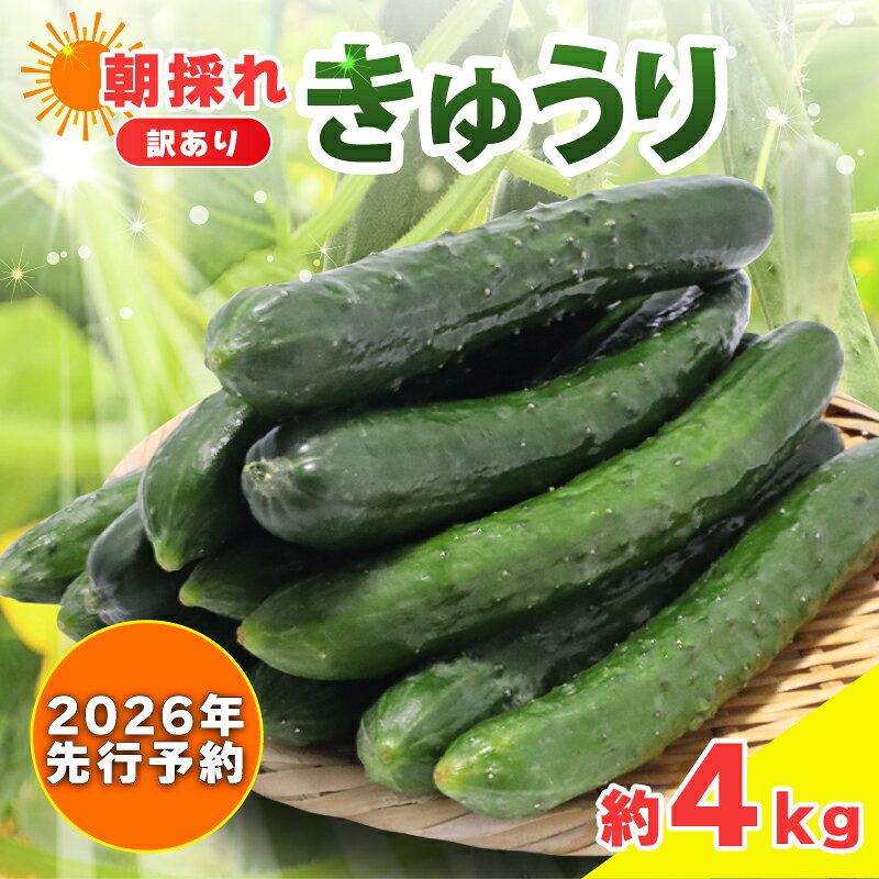【 2026年 先行予約 】訳あり きゅうり 約4kg きゅうり 胡瓜 野菜 夏野菜 サラダ 冷麺 漬物 漬け物 ぬか漬け 酢の物 1本漬け 浅漬け 冷やしきゅうり キムチ きゅうりちくわ ちくわきゅうり 産地直送 新鮮 訳あり 千葉県 旭市