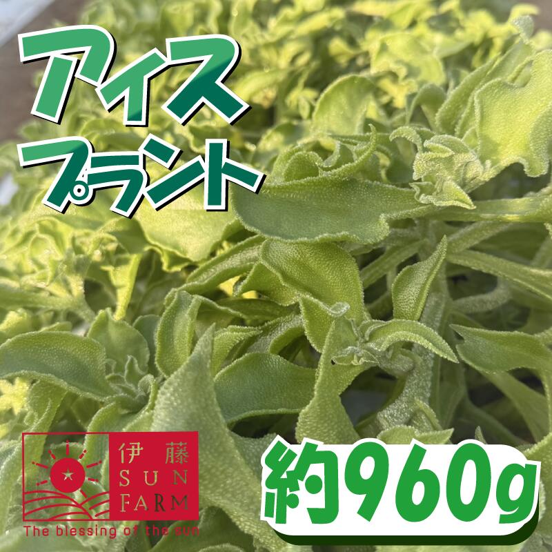 アイスプラント 約 960g 期間限定 数量限定 サラダ野菜 フレンチ やさい 送料無料 千葉県 旭市 伊藤SUN FARM