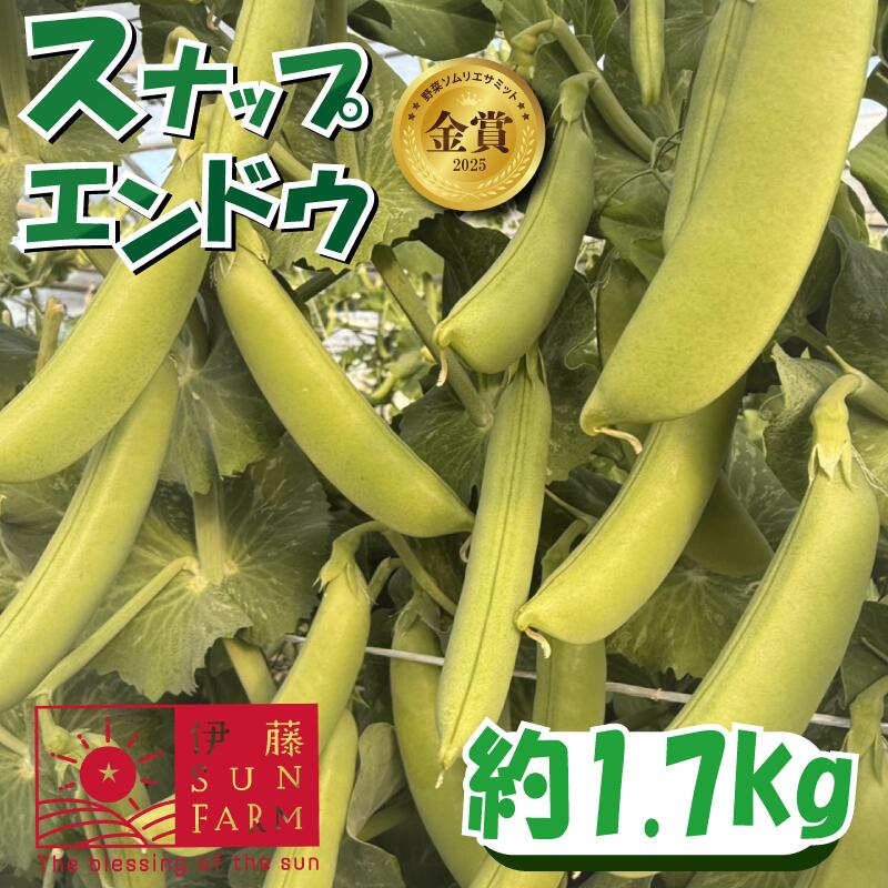 スナップエンドウ 約 1.7kg えんどう 期間限定 数量限定 野菜 やさい 豆 まめ サラダ 送料無料 千葉県 旭市 伊藤SUN FARM