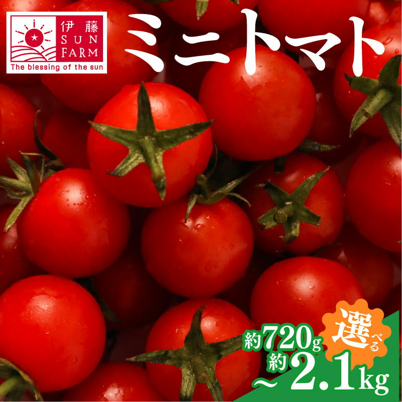 ミニトマト 約 2kg 以上 / 約 720g 選べる容量トマト プチトマト 期間限定 数量限定 甘い 野菜 やさい サラダ フルーツ 旬 濃厚 送料無料 小分け 千葉県 旭市 伊藤SUN FARM