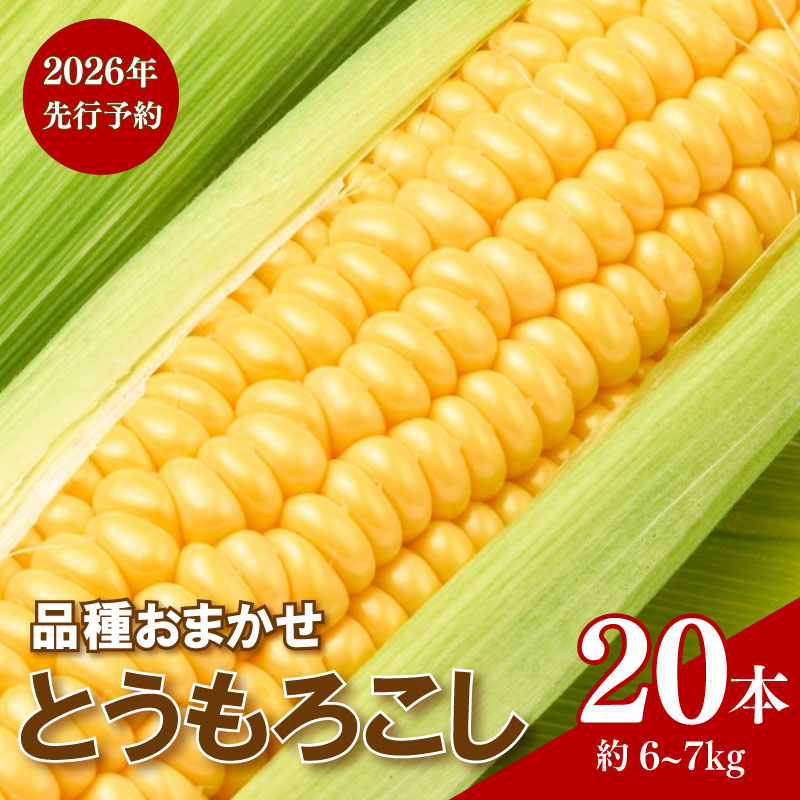 【 2026 年先行予約】とうもろこし 20本 約6～7kg 品種 おまかせ 数量限定 期間限定 ゴールドラッシュ おおもの ジューシー 甘い シャキシャキ 黄色い トウモロコシ コーン 茹で 焼き コーンスープ 旬 野菜 夏野菜 冷蔵 発送 送料無料 産地直送 千葉県 旭市