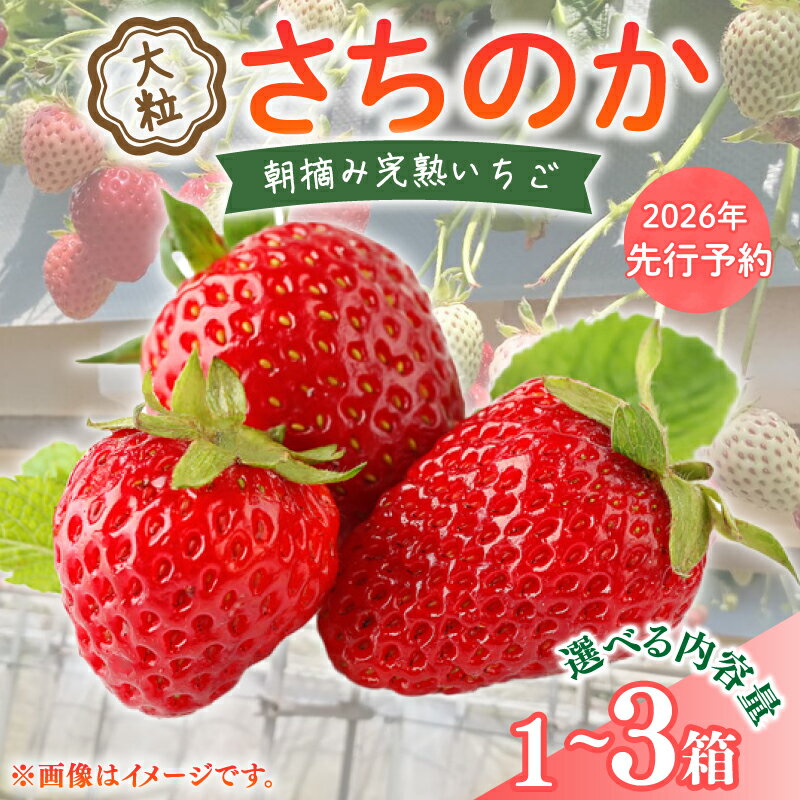 いちご 2026年 先行予約 大粒 9〜18粒 選べる 1〜3箱 2026 年 2~3月 発送 さちのか 国産 イチゴ 苺 ストロベリー アフター保証 新鮮 朝摘み 旬 冷蔵 フルーツ 果物 くだもの デザート スイーツ 産地直送 期間限定 送料無料 千葉県 旭市 向後いちご園